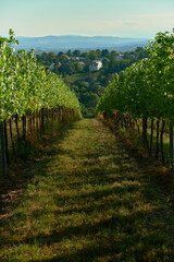 Naklejka premium Vertical view of an alley between vineyard rows, with green-yellow grass covered in shadow stripes, capturing sunlight patterns, textures, and the serene, picturesque vineyard and harvest atmosphere.