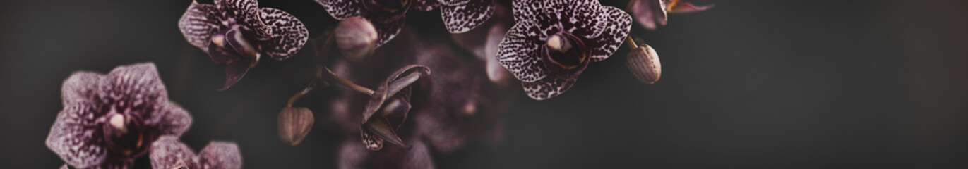 Orchidee Orchideenblüten mit Textraum Bokeh Band