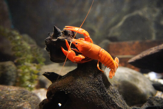 Close-up of a crayfish in the water