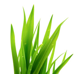 Fototapeta premium fresh long green grass blades element for garden decoration and eco nature design high quality png isolated on transparent background