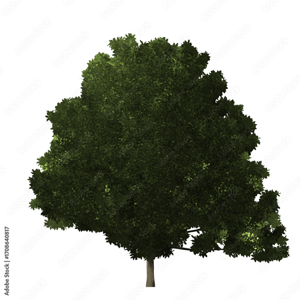 Poster a single tree with dense green foliage and a visible trunk against a black background in a studio sh