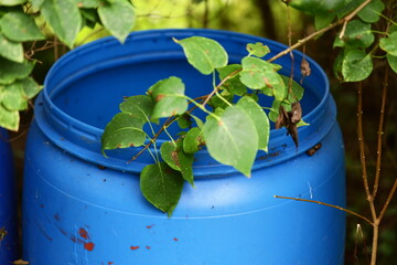 Two blue barrels sit adjacent to each other, possibly used for storage or transportation