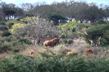 Elephants foraging in lush African savanna landscape