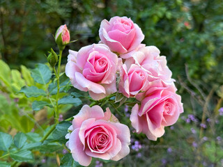 Pretty pink roses in autumn garden.