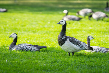Barnacle goose (Branta leucopsis) is on green grass. Barnacle geese in park in summer in Pori. There are many other geese in the background. Selective focus © Kaja