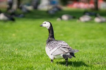 Barnacle goose (Branta leucopsis) is on green grass. Barnacle geese in park in summer in Pori. There are many other geese in the background. Selective focus
