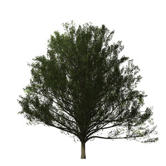 Isolated full tree with dense green foliage and a light colored trunk against a black background space filling