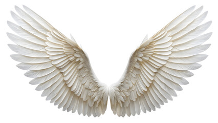 Fototapeta premium angel wings on white background