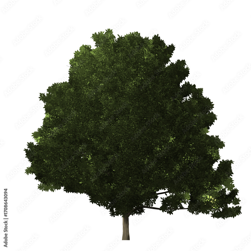 Aufkleber a single tree with a full green canopy and a visible trunk isolated against a black background view