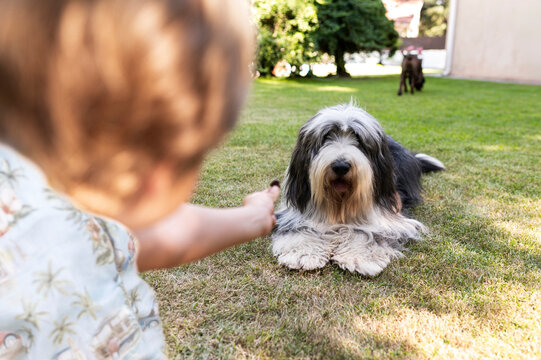 Child feeding fluffy dog to build trust 