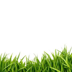 Obraz premium green grass border isolated on transparent background in natural fresh plant landscape decoration concept