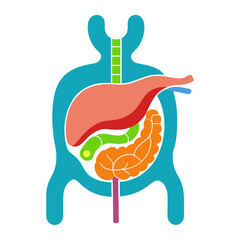 Vector art illustration of the internal parts of the human body  liver  esophagus  stomach gallbladde