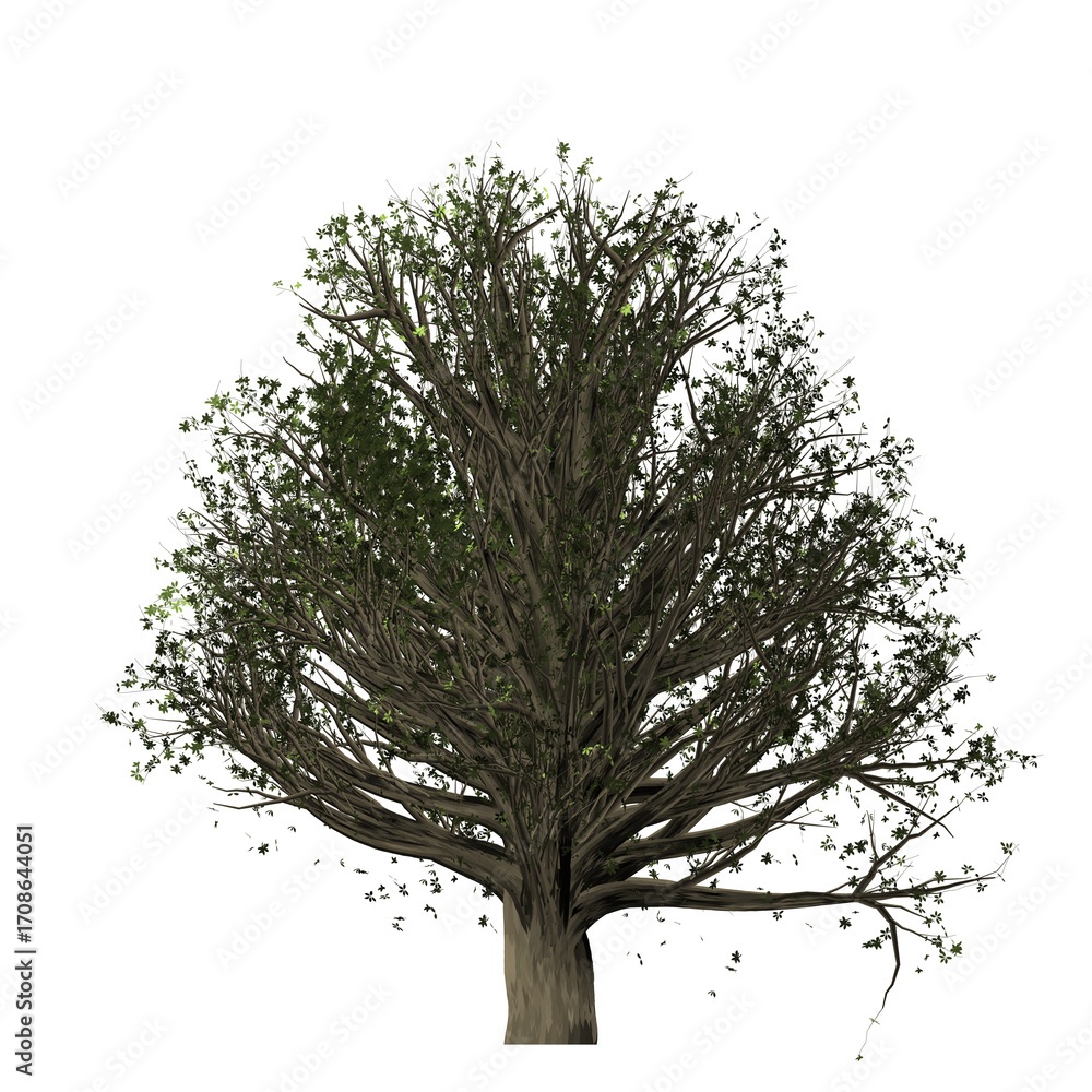Poster a detailed image of a tree with a thick trunk and many branches against a black background in nature