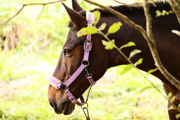 A horse stands beside a tree, offering a serene scene for any setting