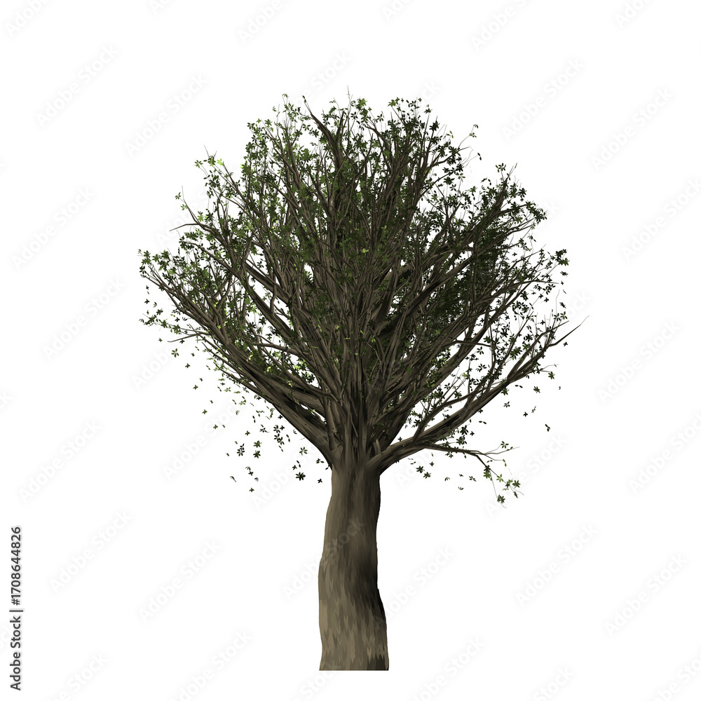 Poster a digitally rendered tree with green leaves and a thick trunk on a solid black background isolated v