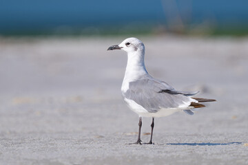 Seagull. Laughing Gull or Leucophaeus atricilla. Florida wildlife bird. Animals photographer. Laughing Gull in winter plumage with white head, gray wings and black bill standing on sandy ocean beach