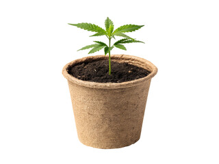 Cannabis seedling in a biodegradable fiber pot isolated on transparent background