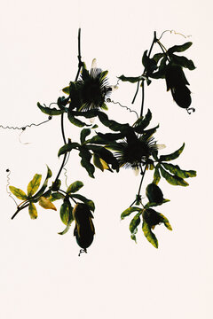 Passionfruit vines weaving on a light background