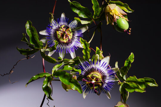 Passionflower blooms against a simple background in studio lighting