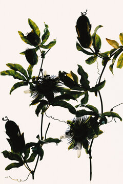 Passionfruit vines weaving on a light background