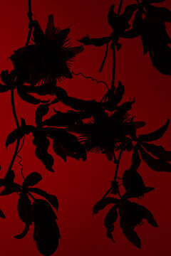Flowers silhouetted against a striking red backdrop at night