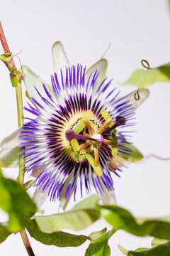 Vibrant purple passion flower blooming in natural setting