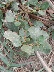 trianthema portulacastrum plant or desert horsepurslane leaves or black pigweed plant body pattern or  giant pigweed leaves pattern in the garden 