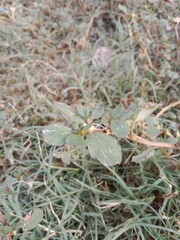 trianthema portulacastrum plant or desert horsepurslane leaves or black pigweed plant body pattern or  giant pigweed leaves pattern in the garden 