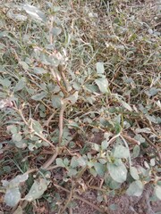 trianthema portulacastrum plant or desert horsepurslane leaves or black pigweed plant body pattern or  giant pigweed leaves pattern in the garden 