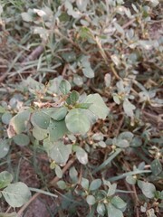 trianthema portulacastrum plant or desert horsepurslane leaves or black pigweed plant body pattern or  giant pigweed leaves pattern in the garden 