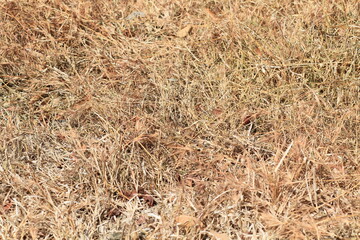 Dry Grass Texture Background.
