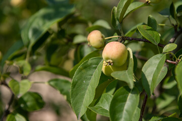 Fresh apples growing on a tree branch in a sunny orchard setting