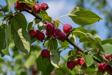 Delicious red fruits growing on a branch in a sunny orchard