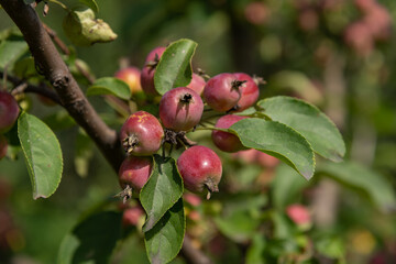 Fresh fruit growing on branches in a sunny orchard during summer season