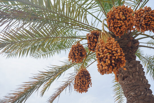 Palm Tree With Clusters of Ripe Dates Under Cloudy Sky