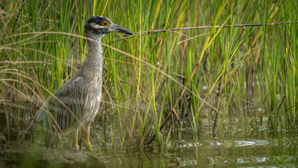 Yellow Crowned Night heron in the marsh