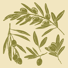 Set of different olive branches with grunge texture. Monochrome linear woodcut illustration.	