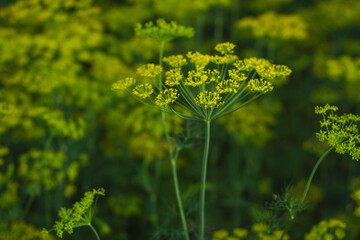 many blooming dill umbrellas on the field in summer