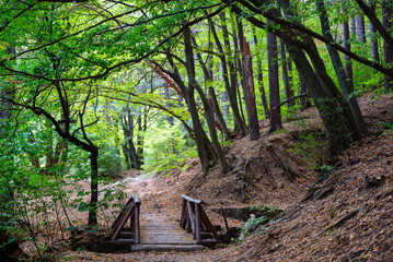 Green Forest in the Autumn Mountain with Wooden Bridge. Vitosha mountain ,Bulgaria 