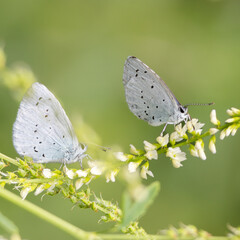 Tree Blue butterflies