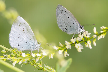 Tree Blue butterflies