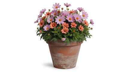 Fototapeta premium Beautiful pink and orange daisy flowers in a pot on a white background image