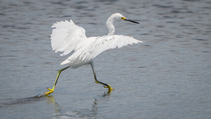 Snowy Egret rushing to a meal