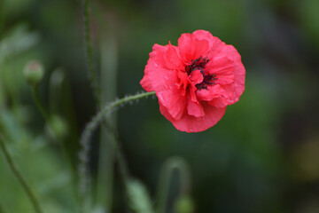 Obraz premium Red Poppy decorative flower in a flower bed