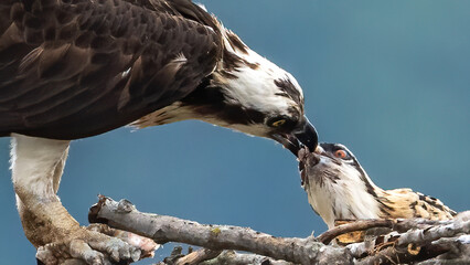 Osprey feeding its young in the nest