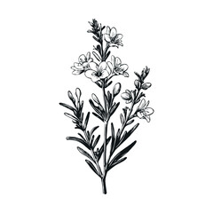 Detailed black ink sketch of a flowering plant with delicate petals and long leaves, hand-drawn style on white background, concept of nature and botany