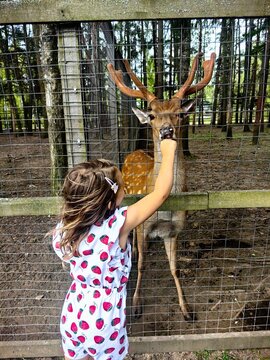 kids contact with animal  deer in zoo