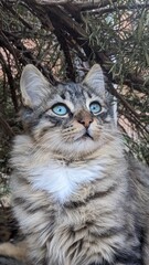 Obraz premium cat in the garden