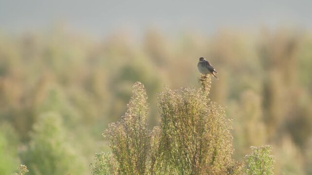 Whinchat Bird Perched on Shrub in Sunlit Meadow