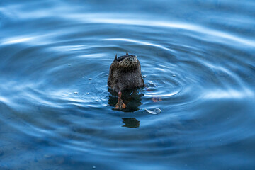 Duck diving underwater in lake